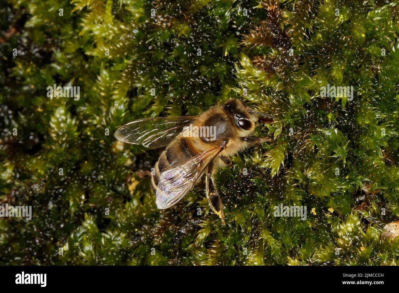 Bee, honeybee, Water, Blossom, Nectar, Honey, Geisa, Thuringia, Germany, Europe Stock Photo