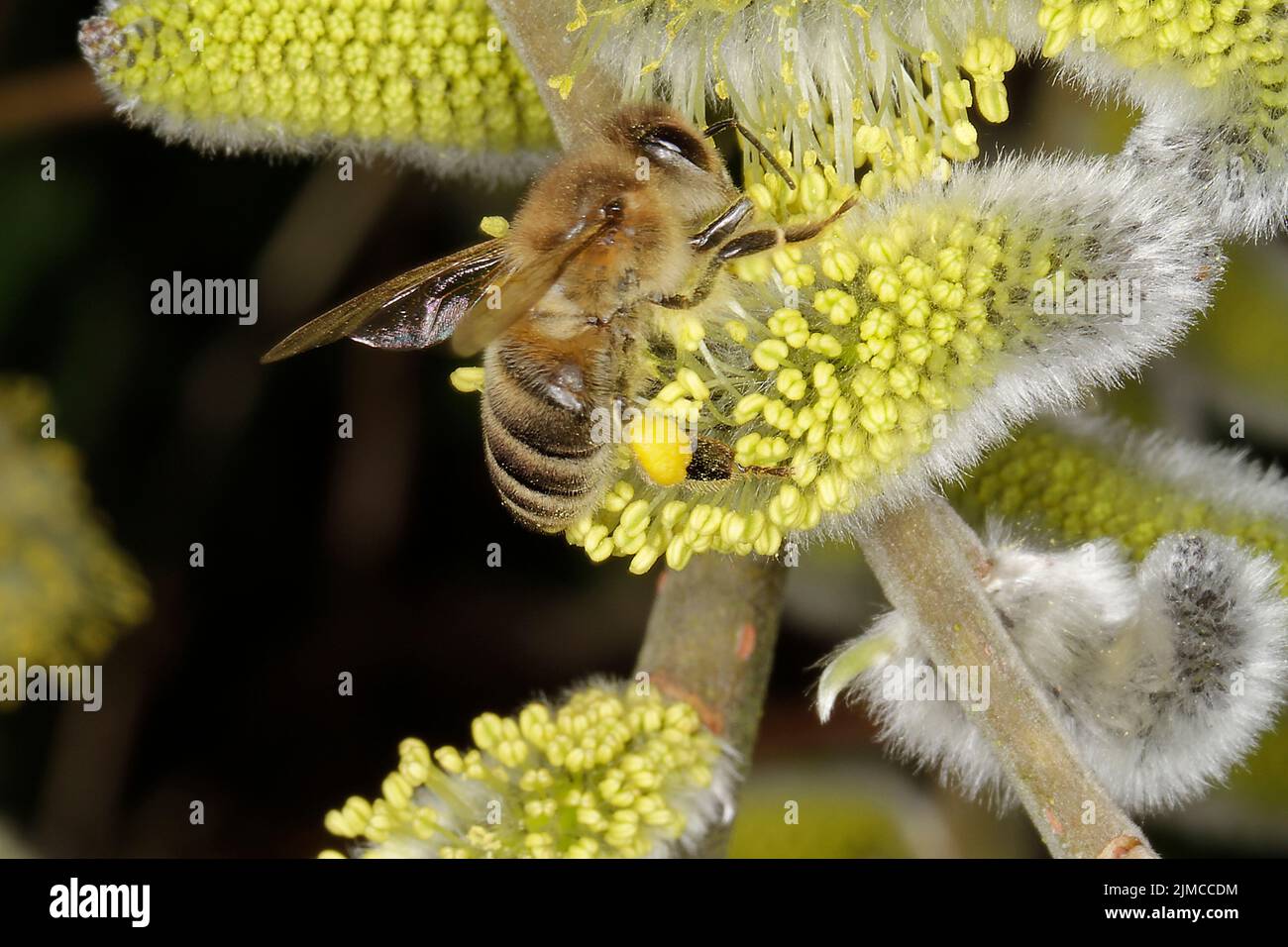 Bee, honeybee, Apis, blossom, nectar, honey, Geisa, Thuringia, Germany, Europe Stock Photo