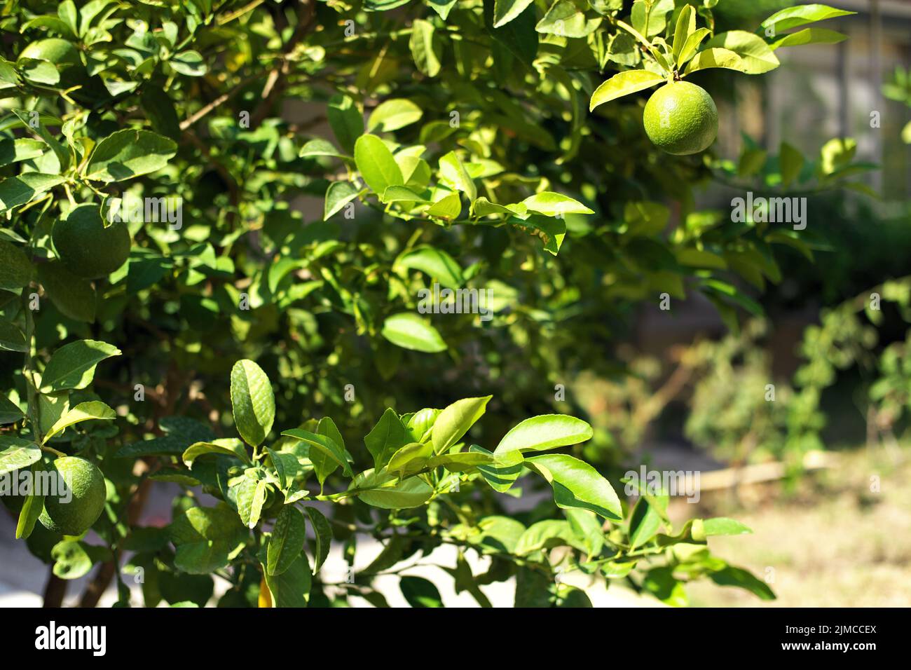 Raw orange fruit on its branch in summer Stock Photo