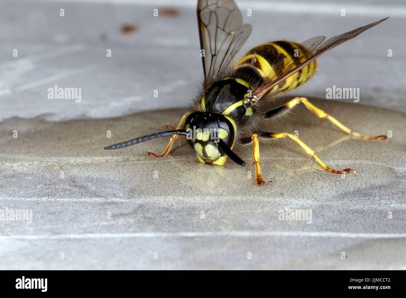 Wasp, Insect, Vespinae, Thuringia, Germany, Europe Stock Photo