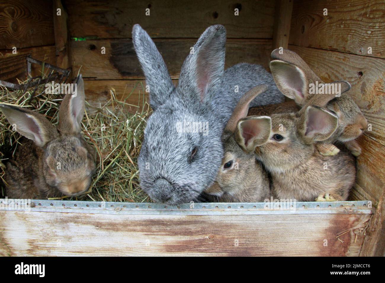 Rabbit, Animal, Stable animal, Wiesenthal, Thueringia, Germany, Europe Stock Photo