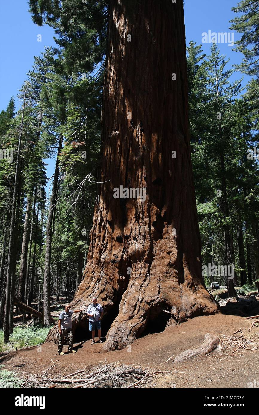 Mammutbaum (Giant sequoias) im Yosemite National Park. Der Park wurde zum UNESCO-Weltnaturerbe erklärt. Yosemite National Park, Kalifornien, USA Datum Stock Photo