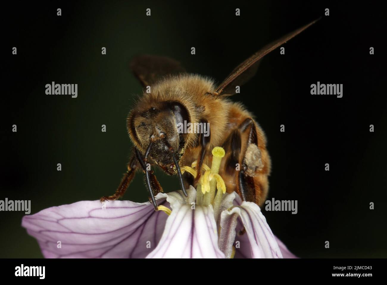 Bee, Apis, Blossom, Nectar, Honey, Thuringia, Germany, Europe Stock Photo