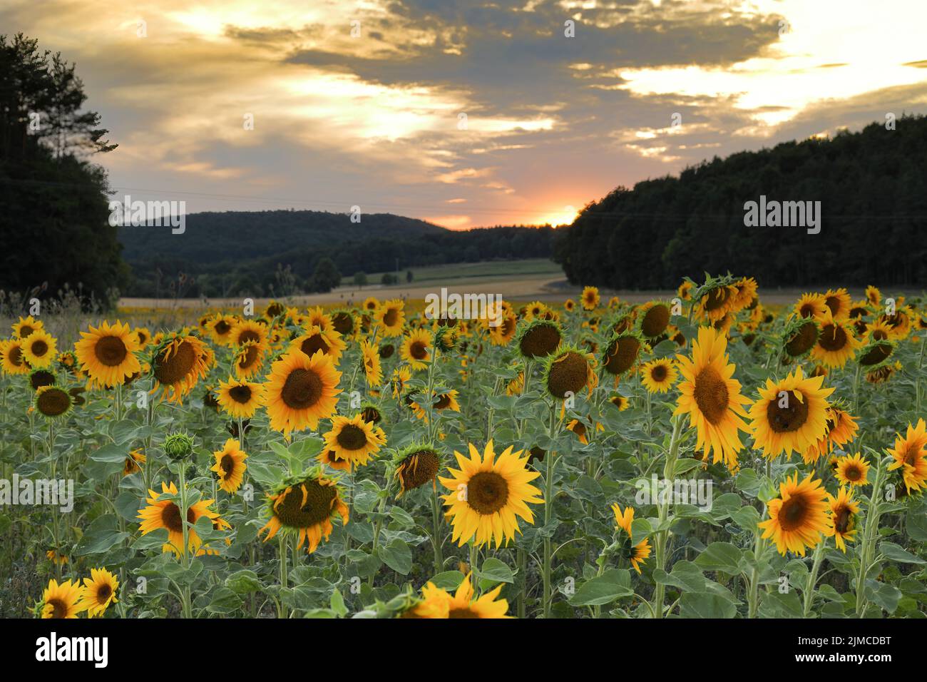 Flowerfield clouds hi-res stock photography and images - Alamy