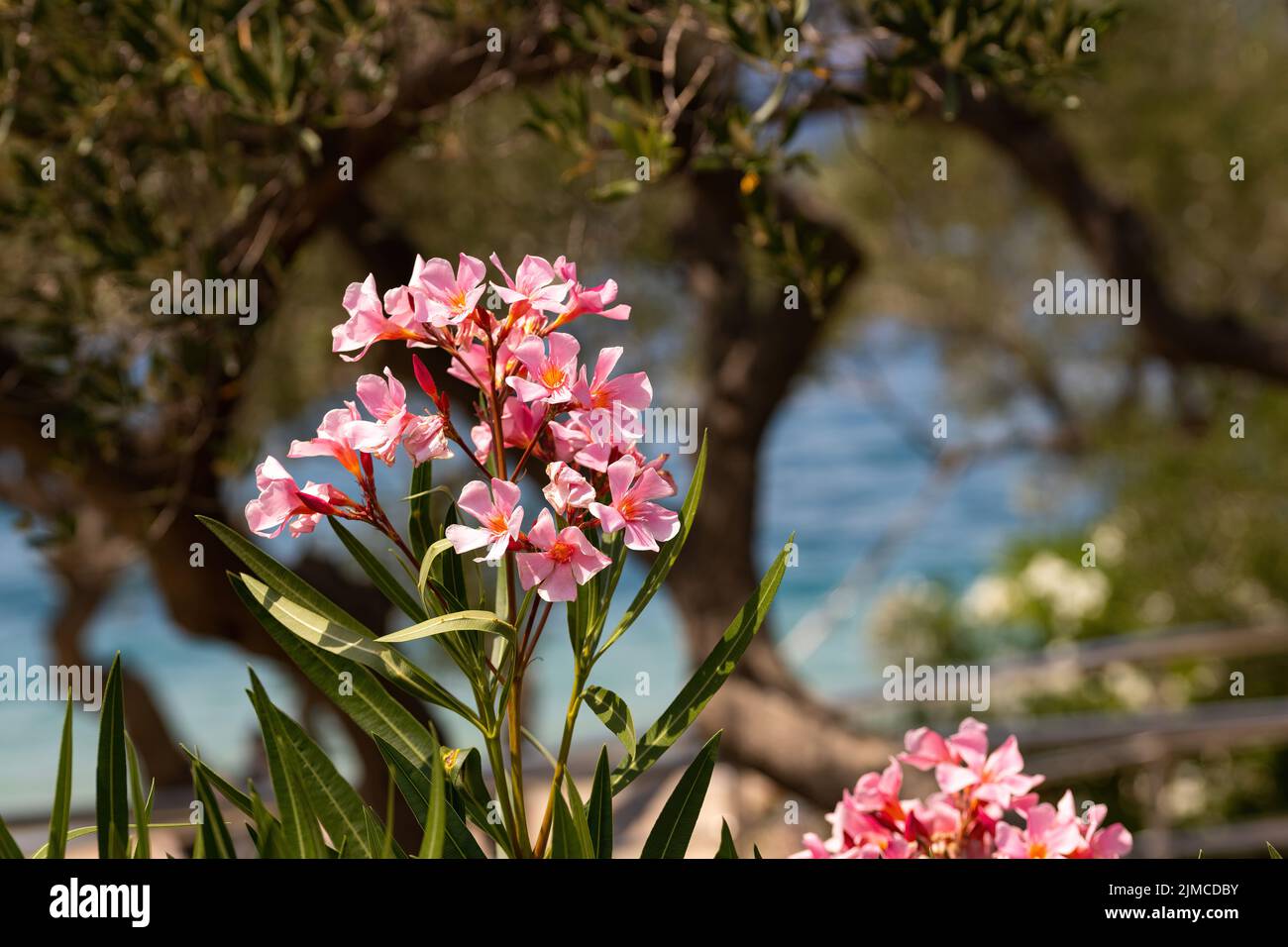 close up of blooming oleander in front of the sea Stock Photo