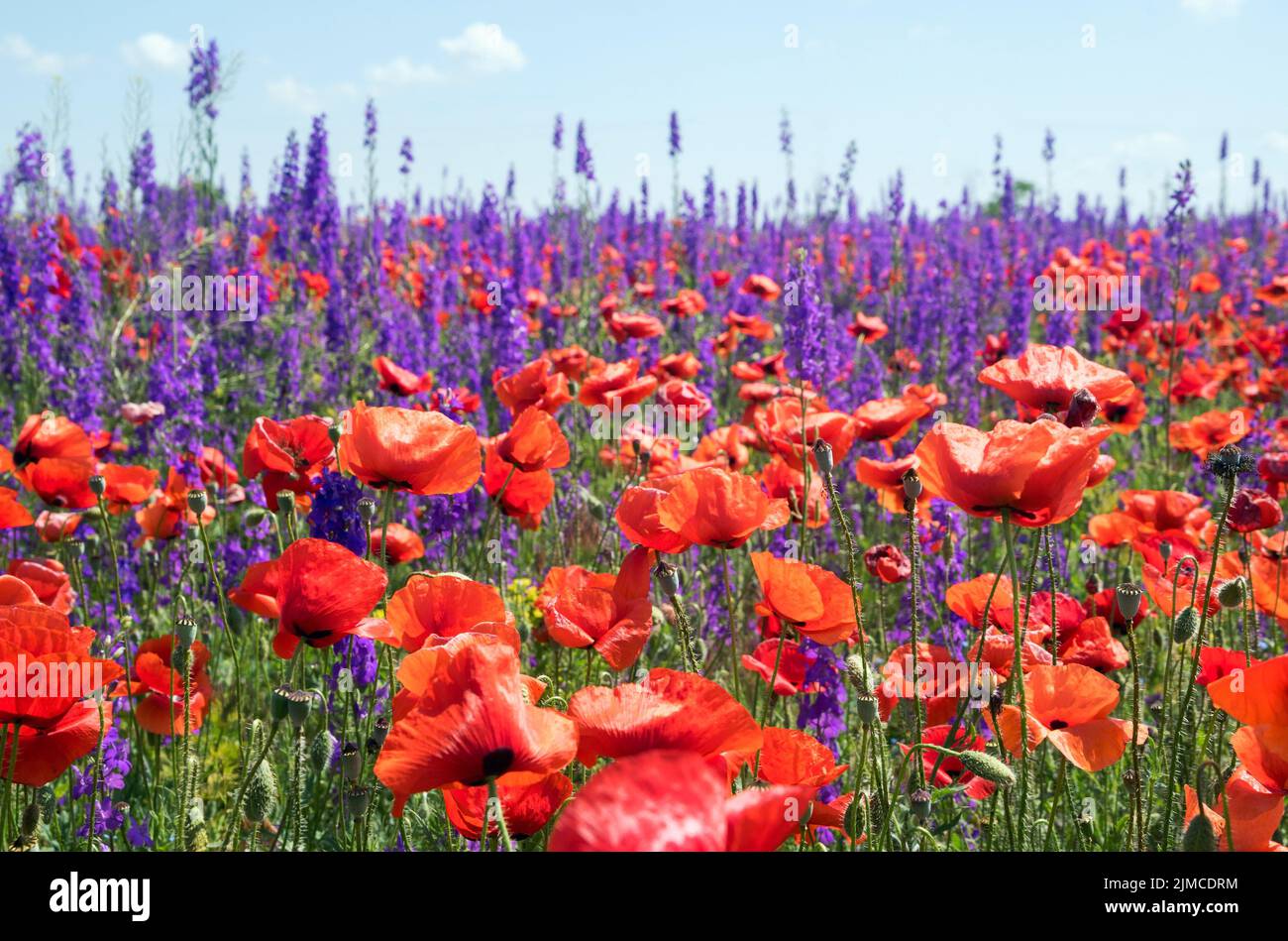Lavender and poppies hi-res stock photography and images - Alamy