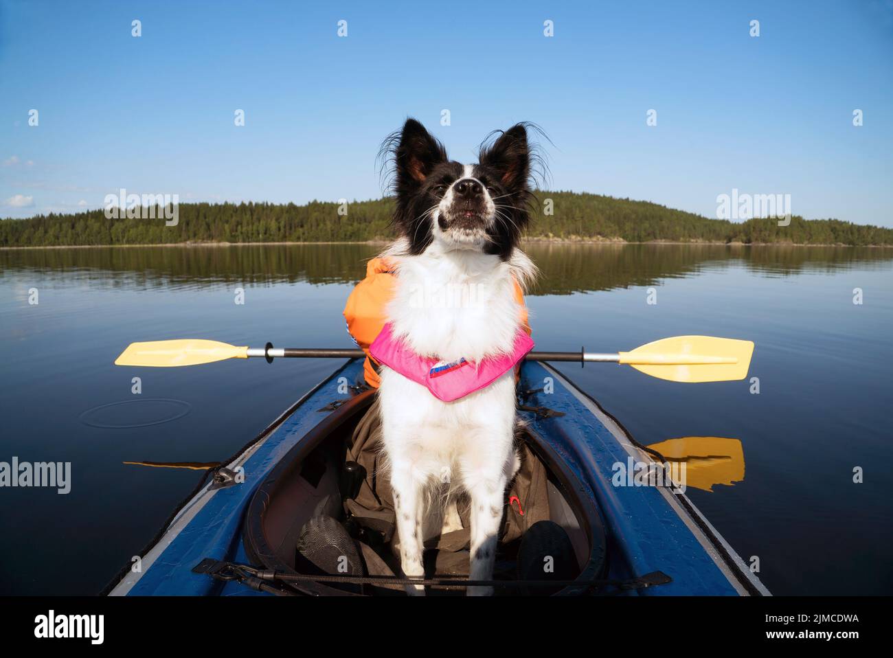 Dog in a life jacket floating on the lake in a kayak Stock Photo Alamy