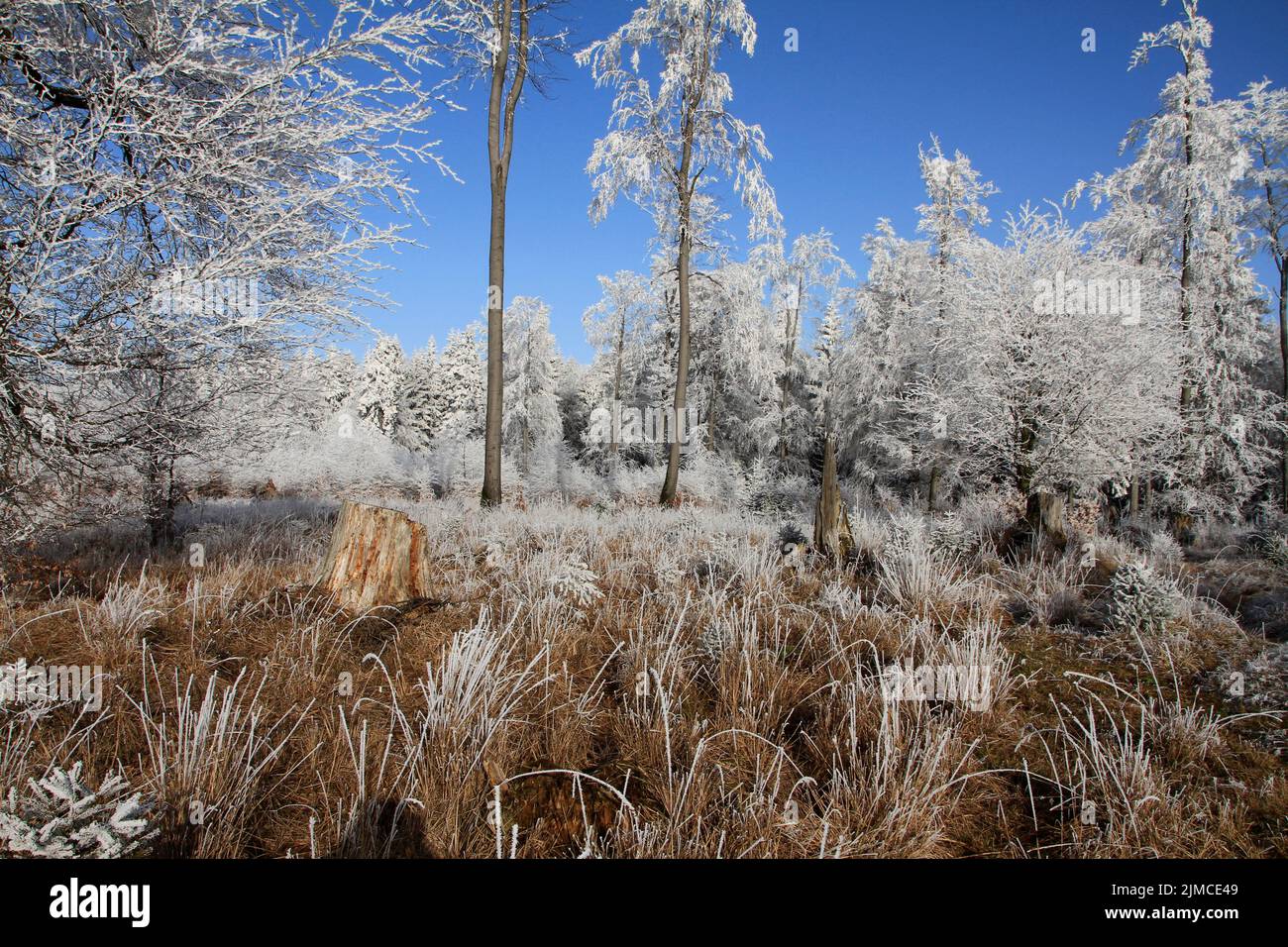 Hoar frost, Ice, Ice crystal, Heuberg, Friedrichroda, Thuringia, Germany, Europe Stock Photo