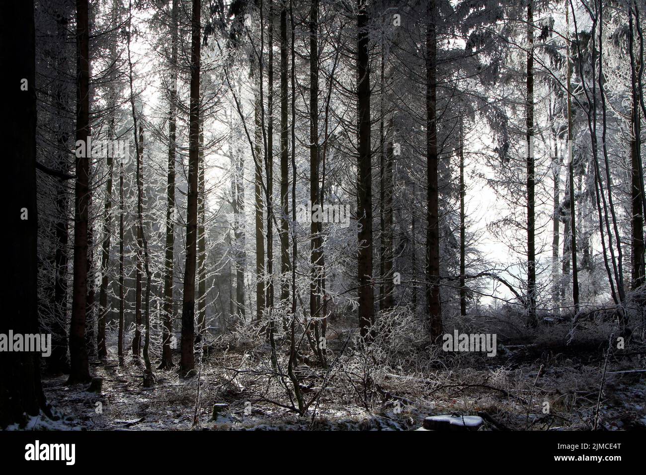 Hoar frost, Ice, Ice crystal, Heuberg, Friedrichroda, Thuringia, Germany, Europe Stock Photo