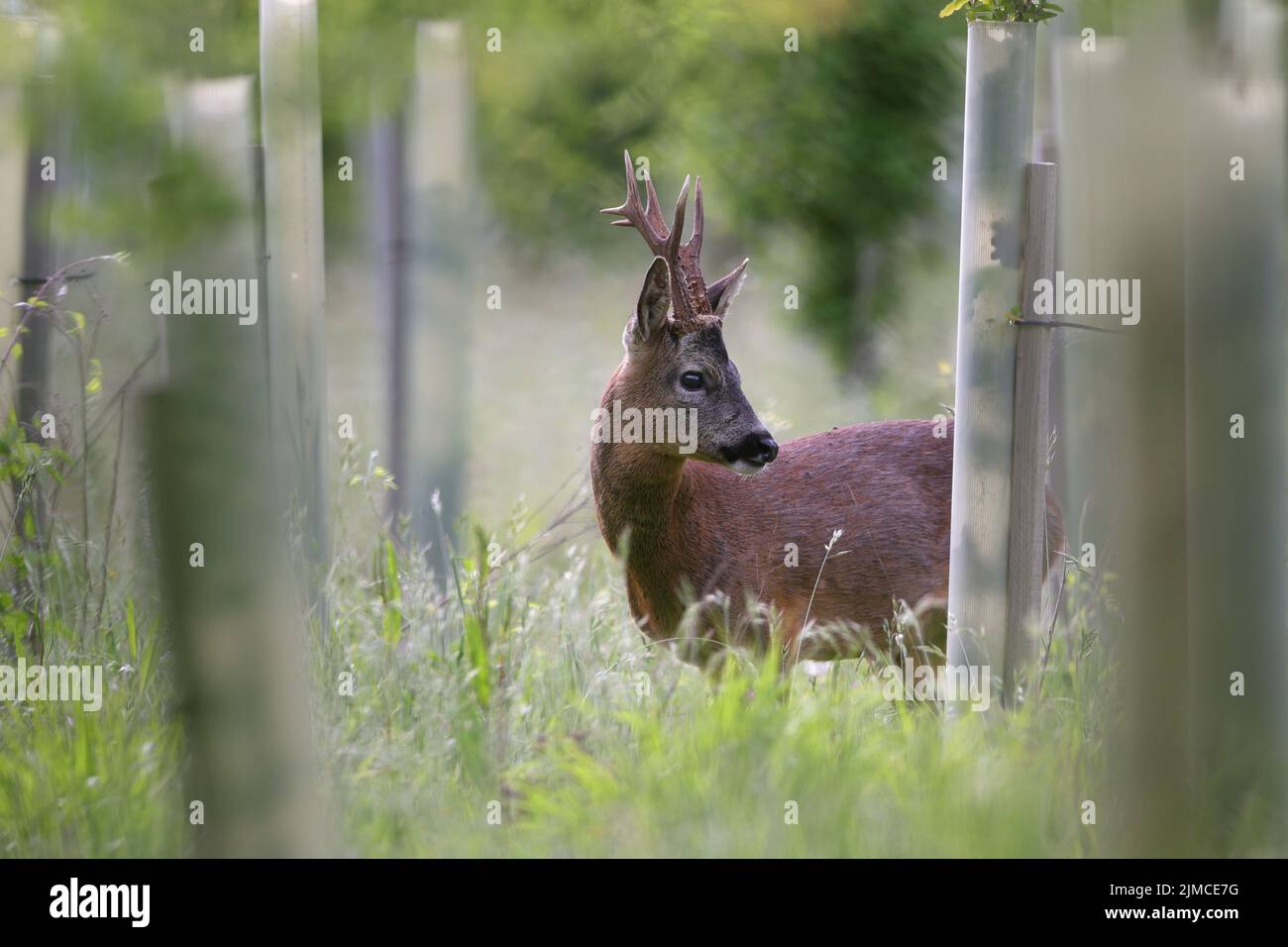 The roe deer, also known as the roe, western roe deer, or European roe