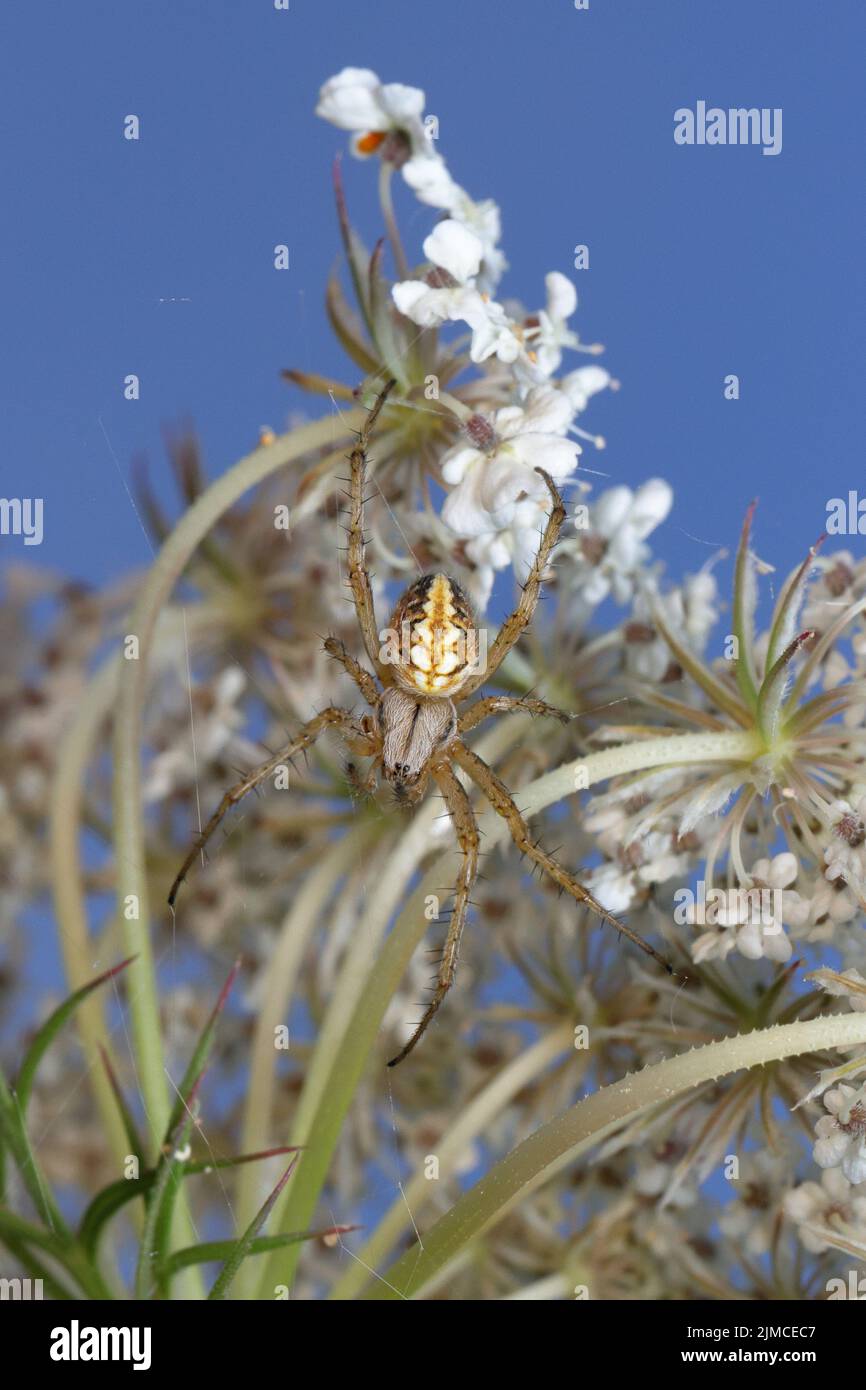 Neoscona adianta (Bordered Orbweaver) A medium-sized orb-web spider with pairs of bold white, oblique marks down the centre of the abdomen. Stock Photo