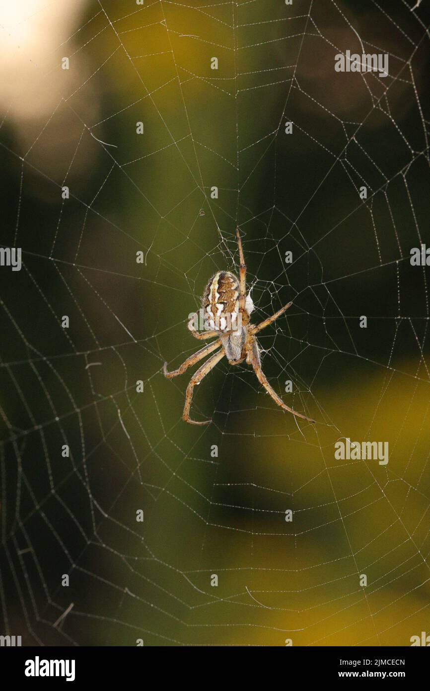 Neoscona adianta (Bordered Orbweaver) A medium-sized orb-web spider with pairs of bold white, oblique marks down the centre of the abdomen. Stock Photo