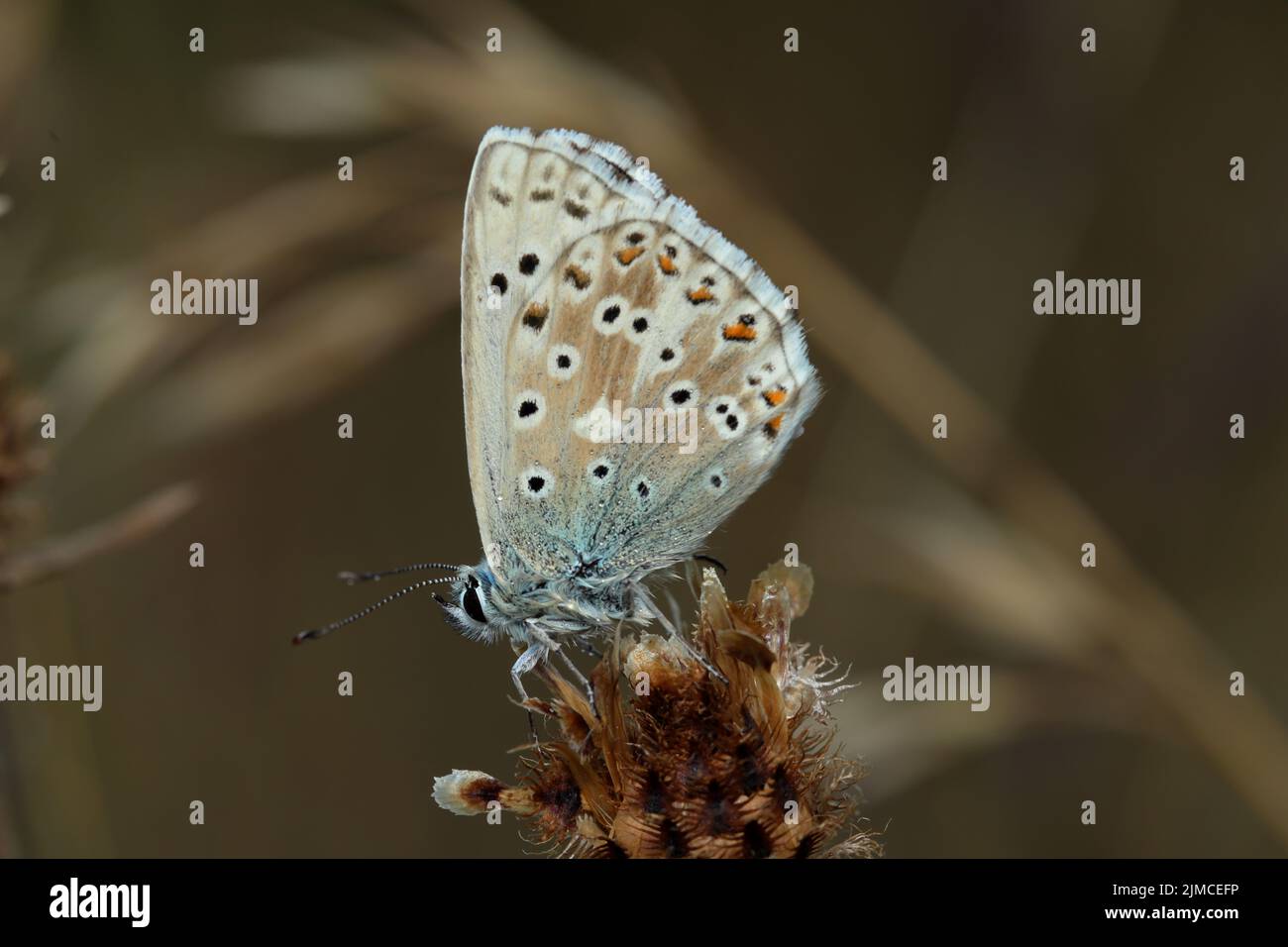 The chalkhill blue is a butterfly in the family Lycaenidae. It is a small butterfly that can be found throughout the Palearctic realm, where it occurs. Stock Photo