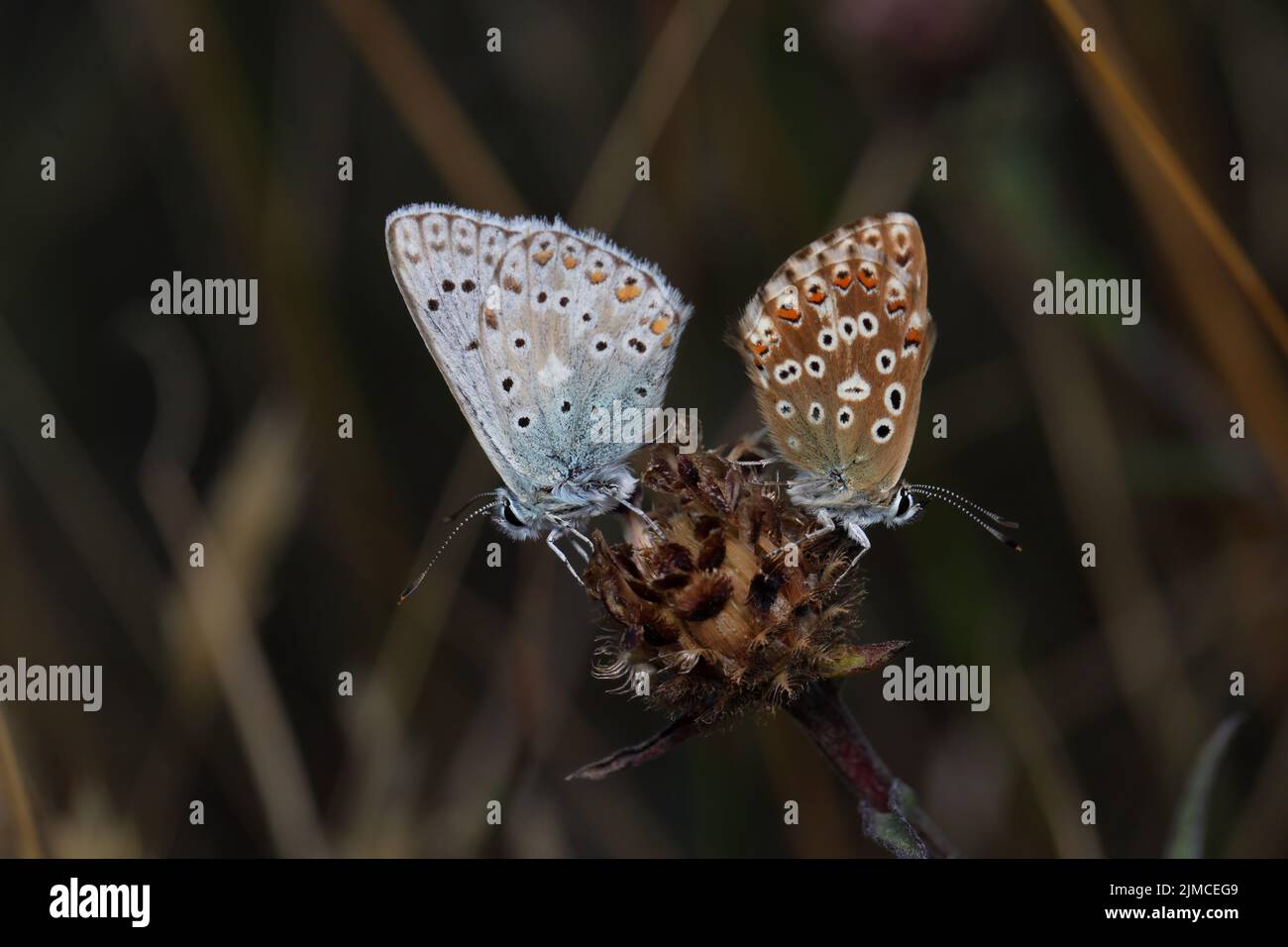The chalkhill blue is a butterfly in the family Lycaenidae. It is a small butterfly that can be found throughout the Palearctic realm, where it occurs. Stock Photo