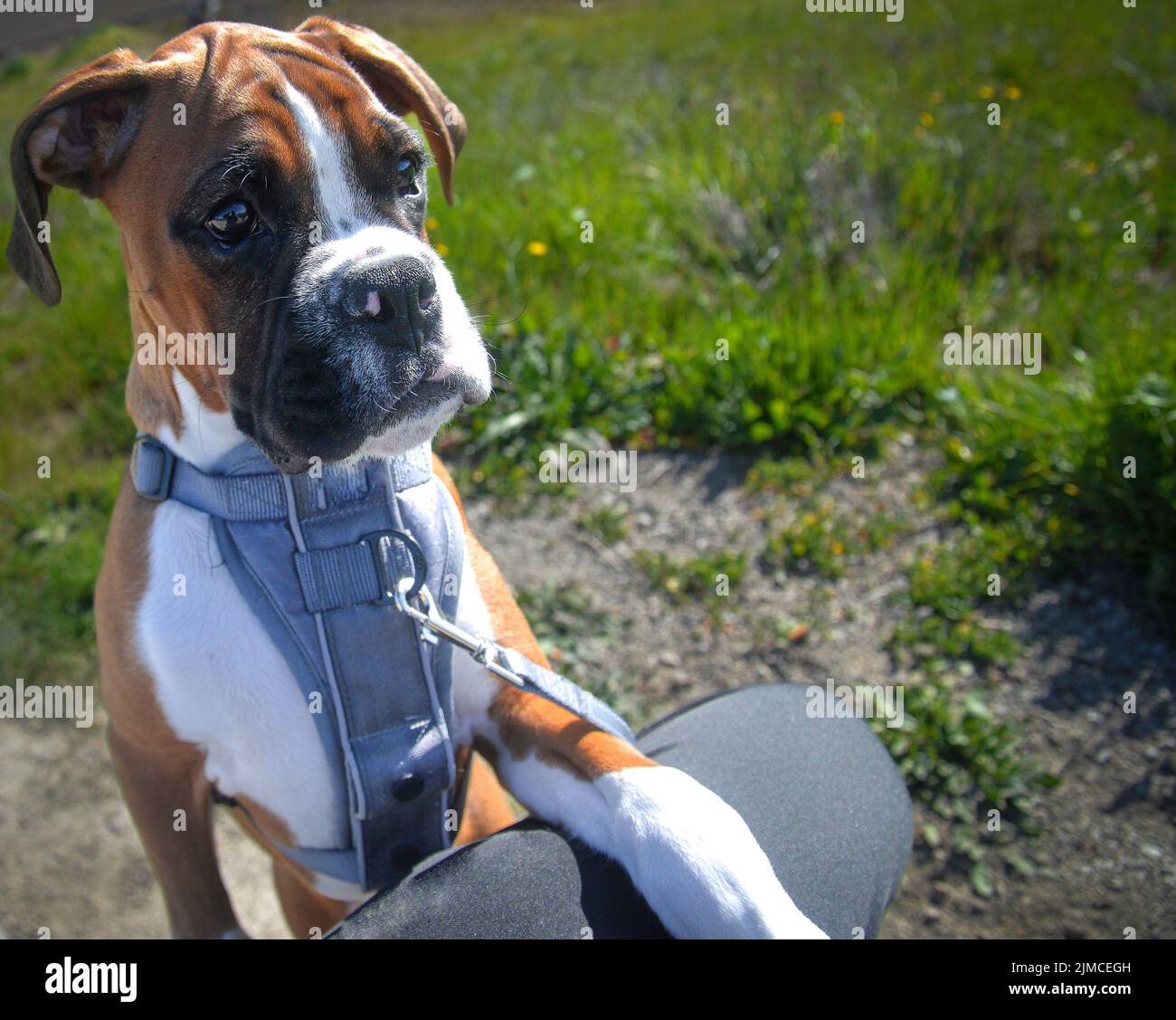 Cut fawn boxer puppy 3 months old, pure bred, sad eyes, expressive, playful, Stock Photo