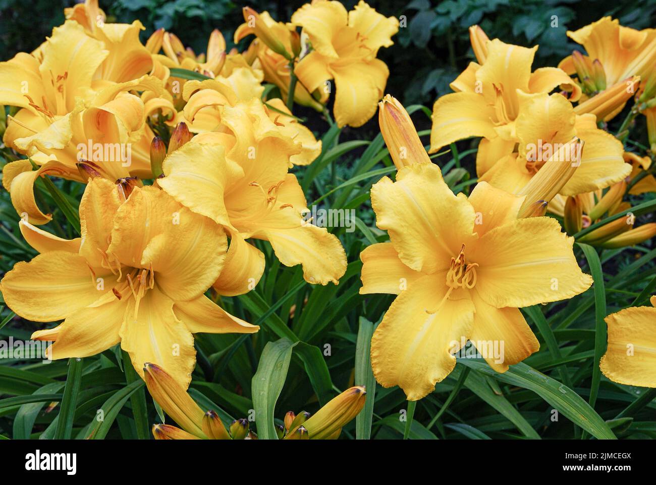 Hemerocallis day lily flowers in the garden. Dumortieri Morr or Yellow Lollypop breed Stock Photo