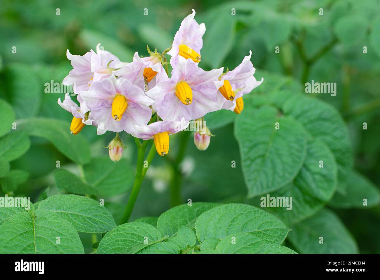 Blooming potato plant close up Stock Photo