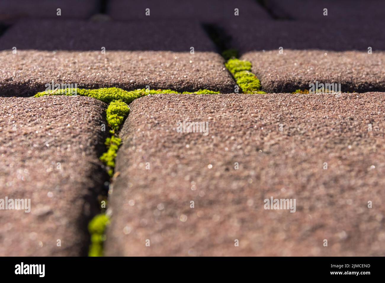 Moss growing between paving stones Stock Photo Alamy