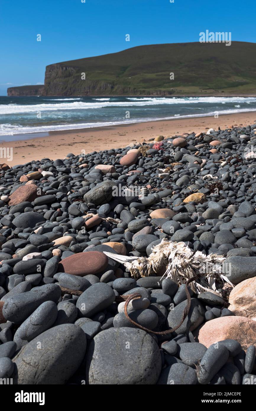 dh Rackwick Bay SEABIRDS ORKNEY Scottish Gannet Avian flu virus influenza dead on beach shore seabird bird scotland Stock Photo