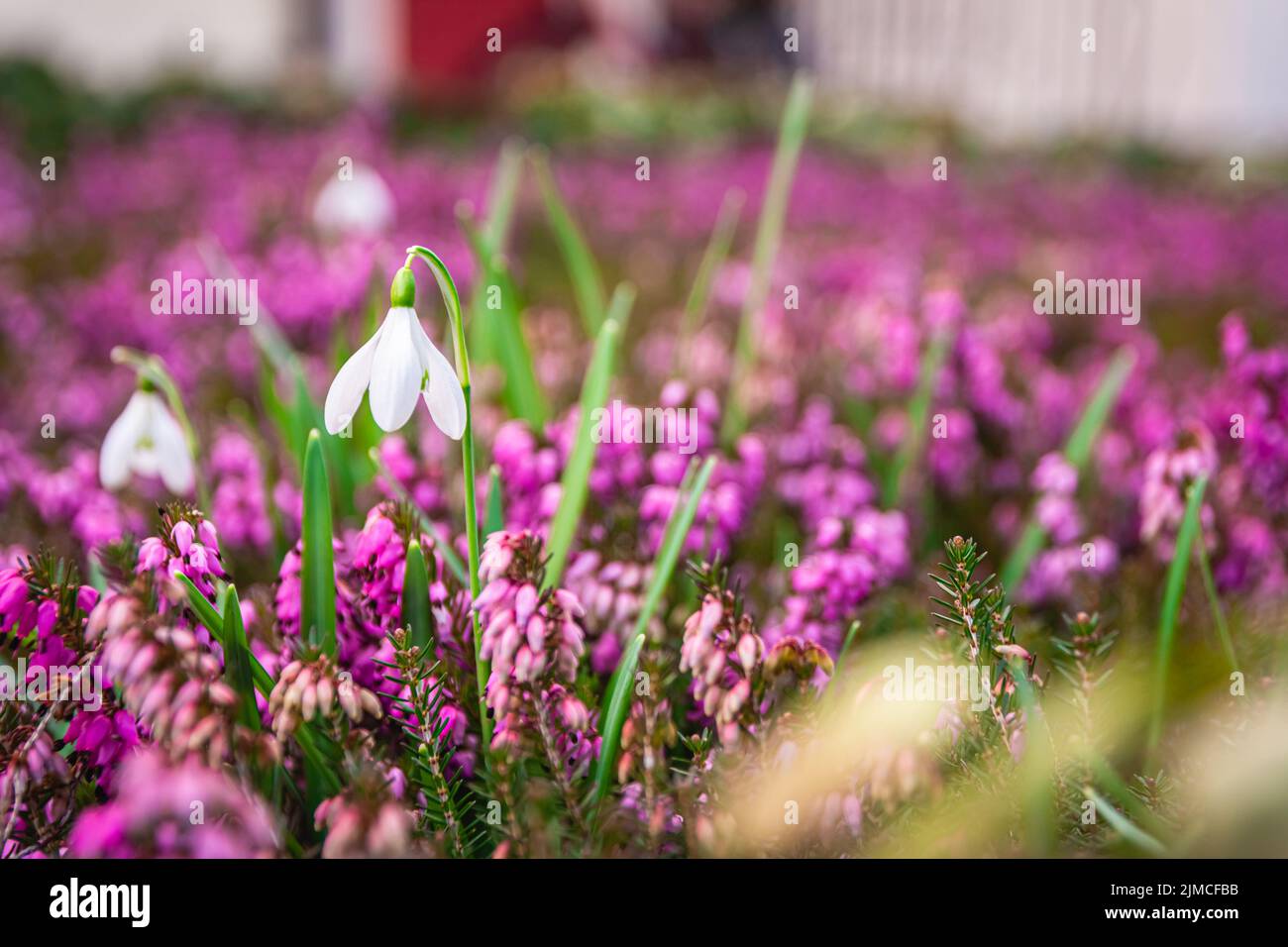White snowdrops growing in a field of pink Erica Stock Photo