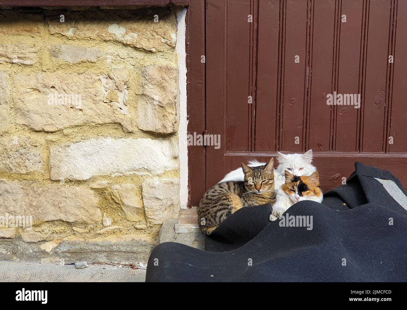 Three cute cats sit at the entrance door of a traditional house Stock Photo