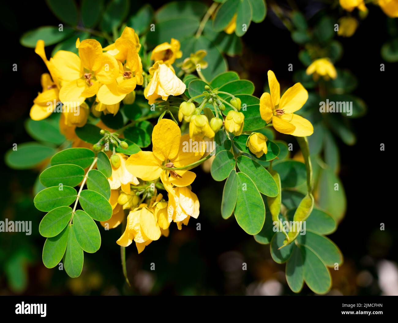 Beautiful christmas bush flowers, yellow flowers, winter cassia flowers, yellow candlewood Stock Photo