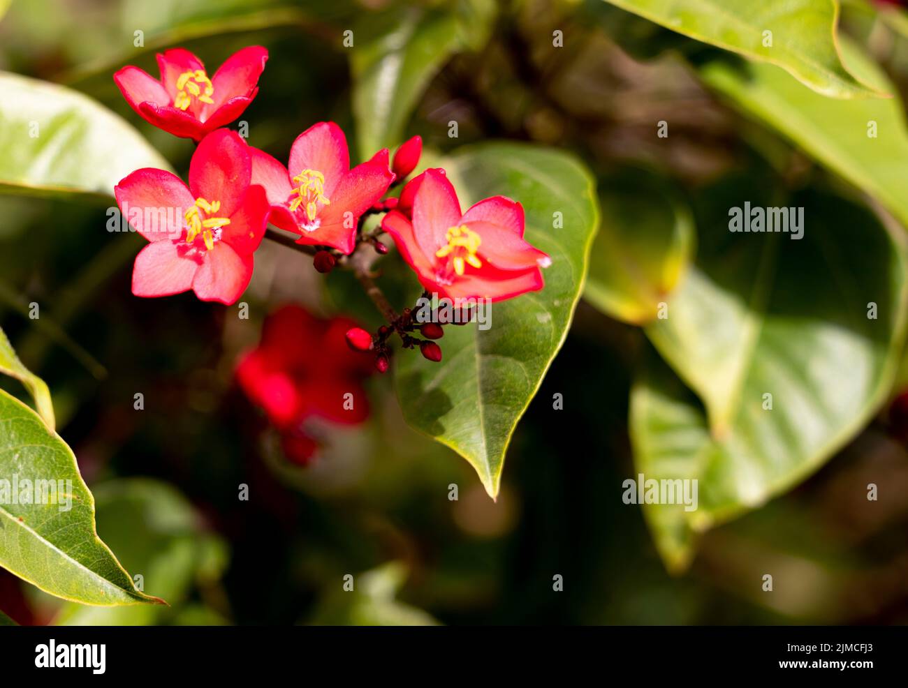 Beautiful red pragrina flowers, rose-flowered jatropha, intergrileaf. jatropha Stock Photo