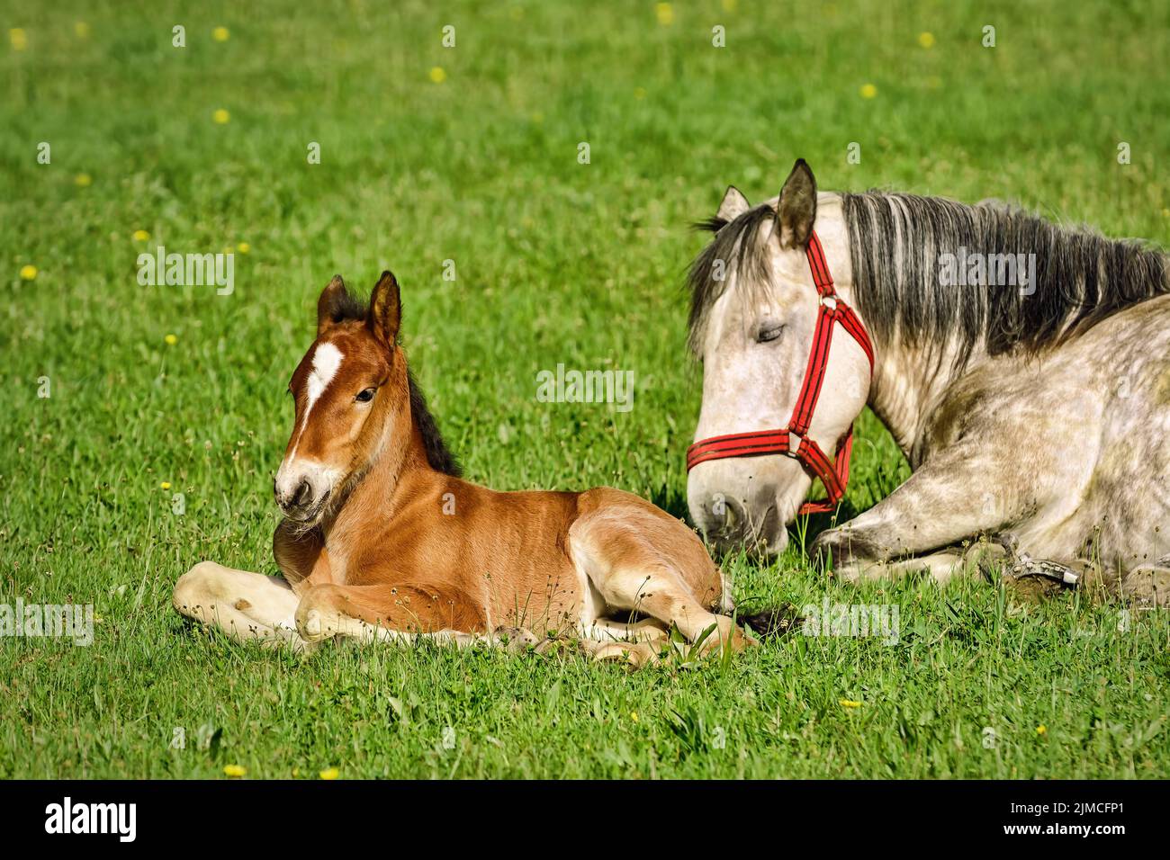 Horse with Foal Stock Photo