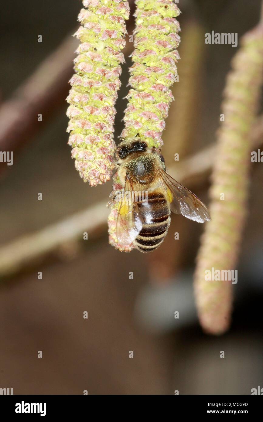 Bee, Apis, Blossom, Hazel, Hazel Flower, Pollen, Thuringia, Germany, Europe Stock Photo