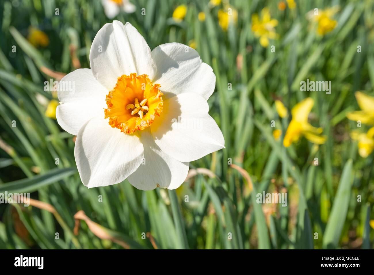A single easter bell in a meadow Stock Photo Alamy