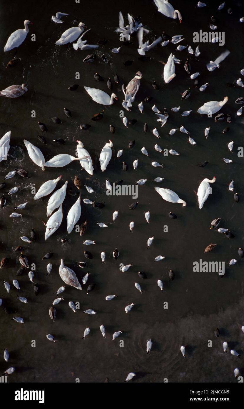 Aerial view of swans and other birds in river Stock Photo Alamy