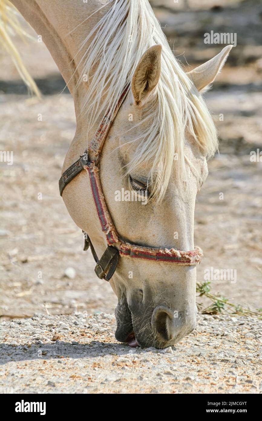 Portrait of Horse Stock Photo