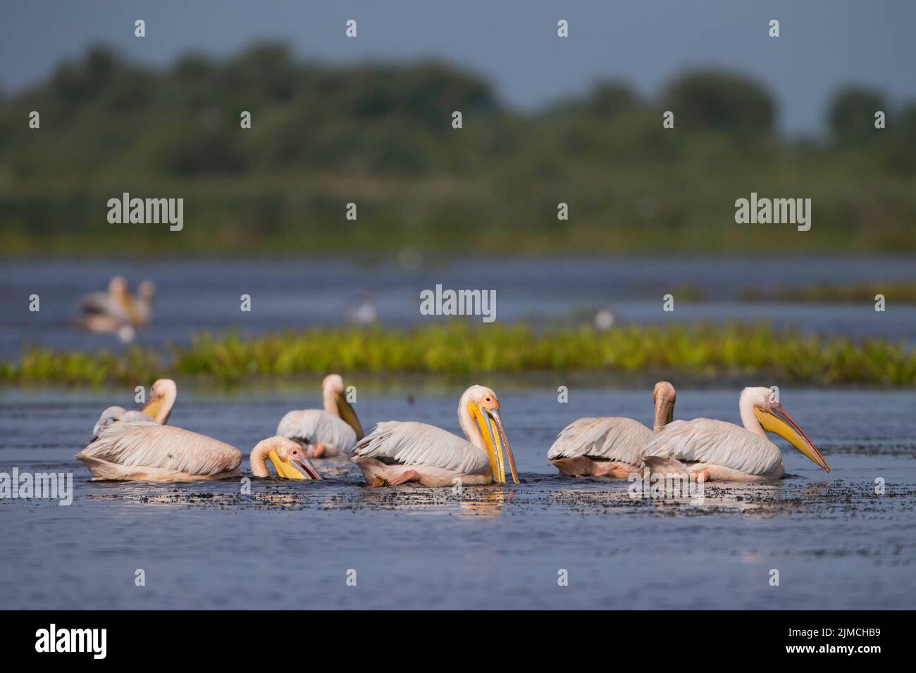 Great white pelican (Pelecanus onocrotalus), group fishing, Danube Delta Biosphere Reserve, Romania, Europe Stock Photo
