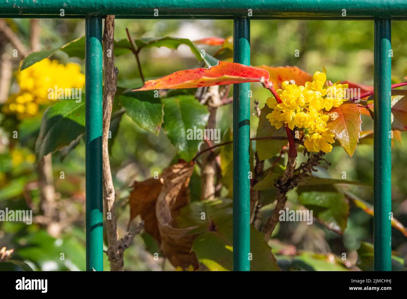 Yellow flowers in spring between a green fence Stock Photo