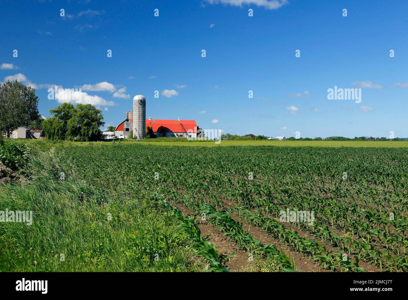Barn, Field, farmland landscape, Province of Quebec, Canada Stock Photo
