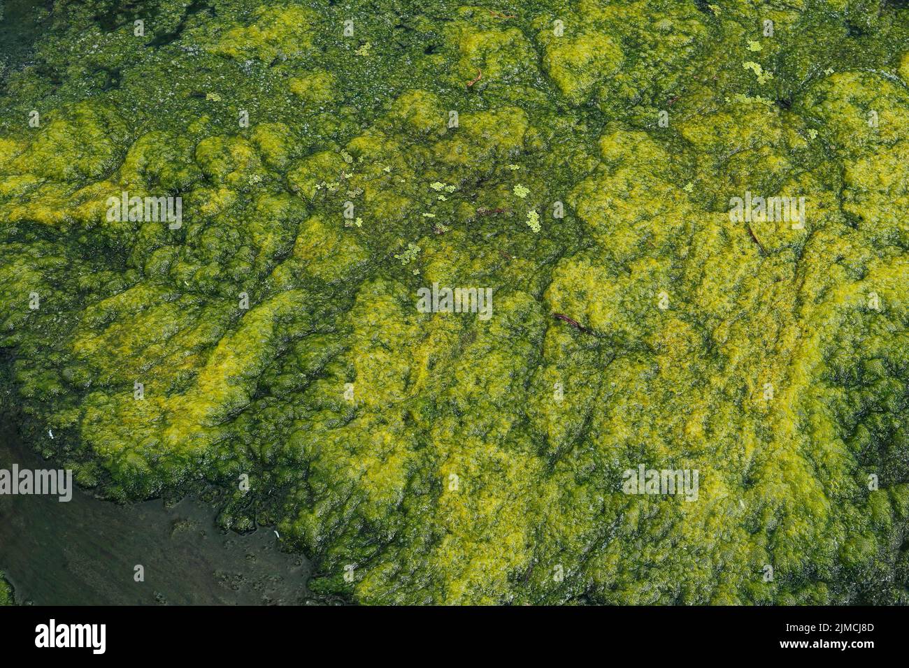 Environment, algae formation in the river, Province of Quebec, Canada ...