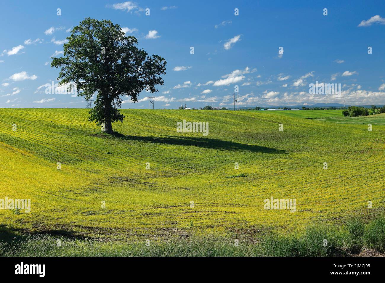 Agriculture, farmland, Province of Quebec, Canada Stock Photo