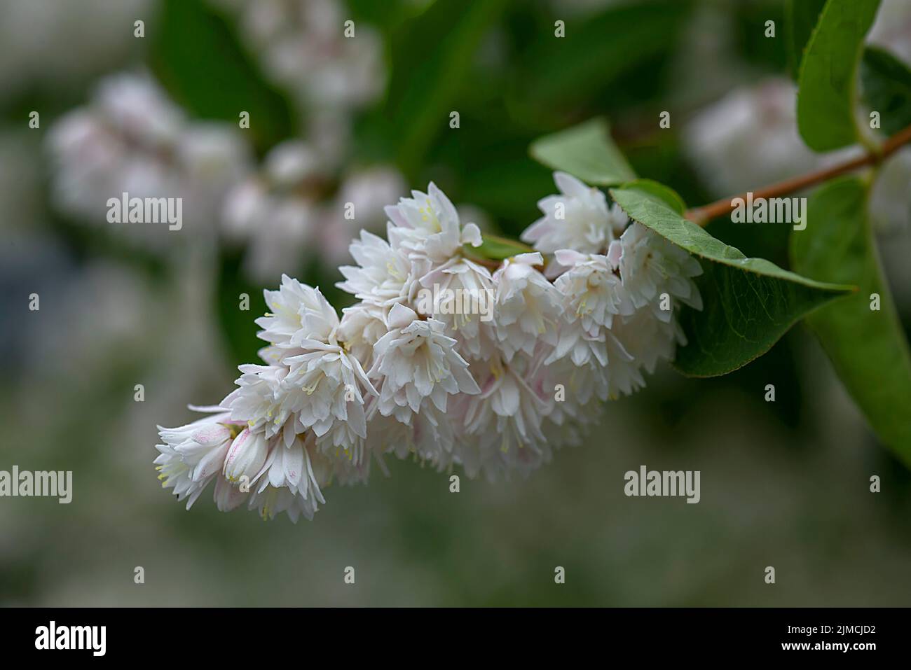 Flowering twig of filled garden jasmine (Philadelphus x virginalis), Bavaria, Germany Stock Photo