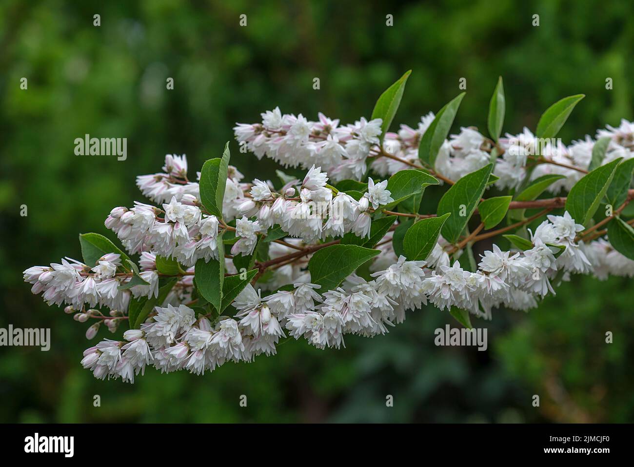 Flowering twig of filled garden jasmine (Philadelphus x virginalis), Bavaria, Germany Stock Photo