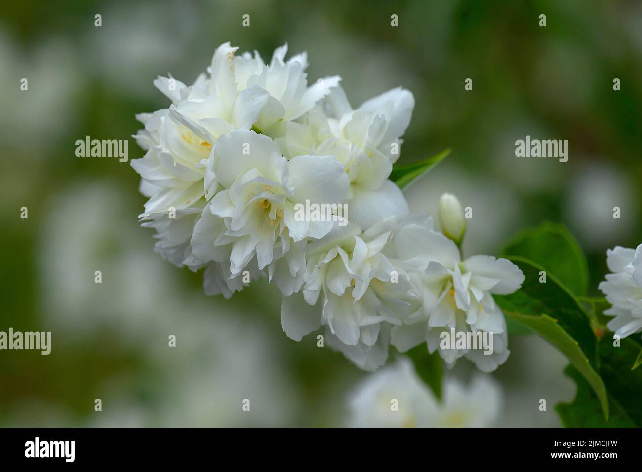 Filled garden jasmine (Philadelphus x virginalis), Bavaria, Germany Stock Photo
