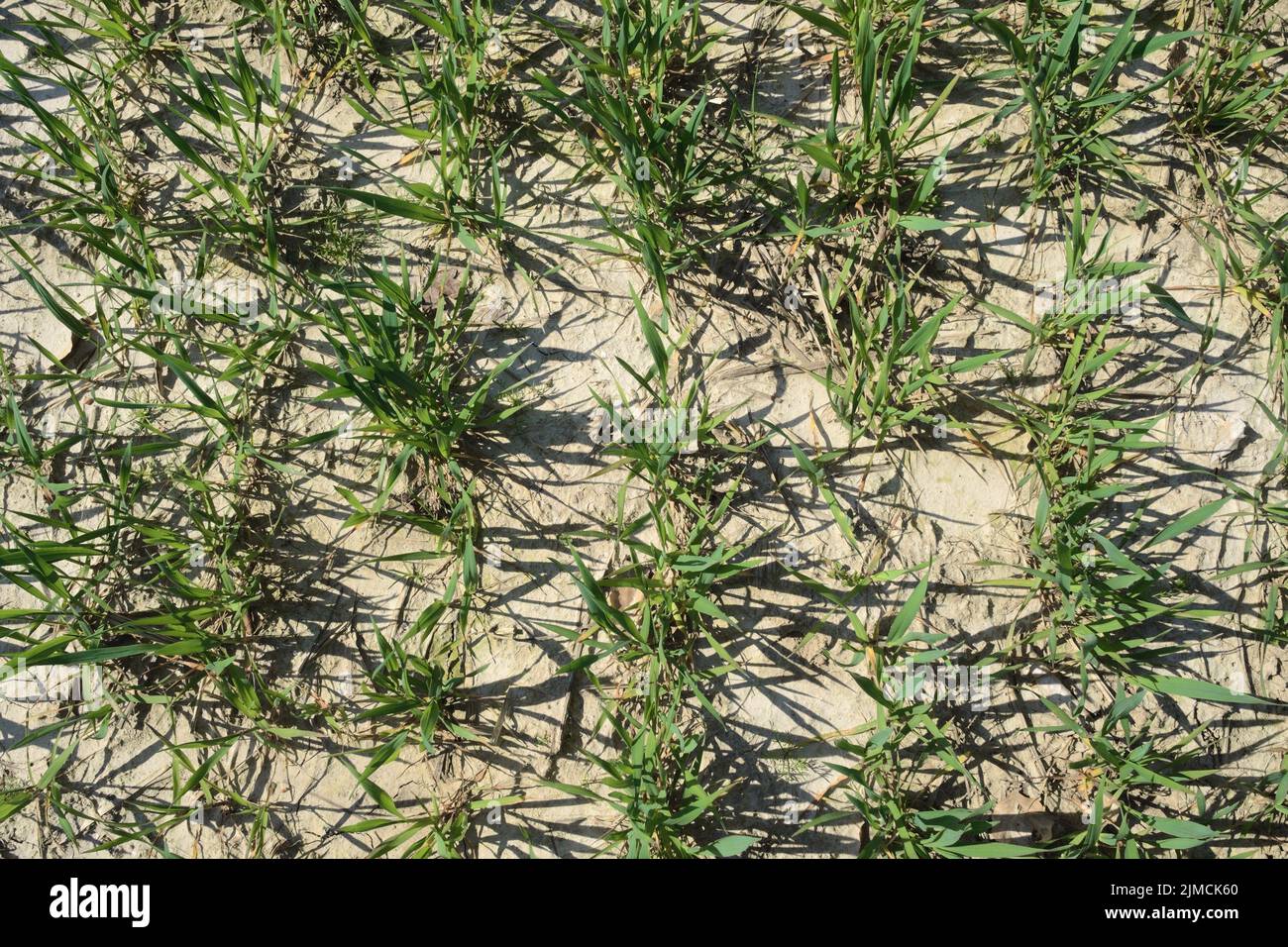 Young cereal plants on a dry ground, Germany Stock Photo