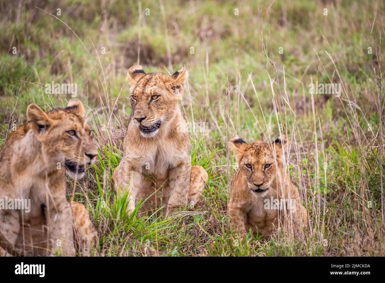 Three lion (Panthera leo) cubs sitting in the grass, Masai Mara National Reserve, Kenya Stock Photo