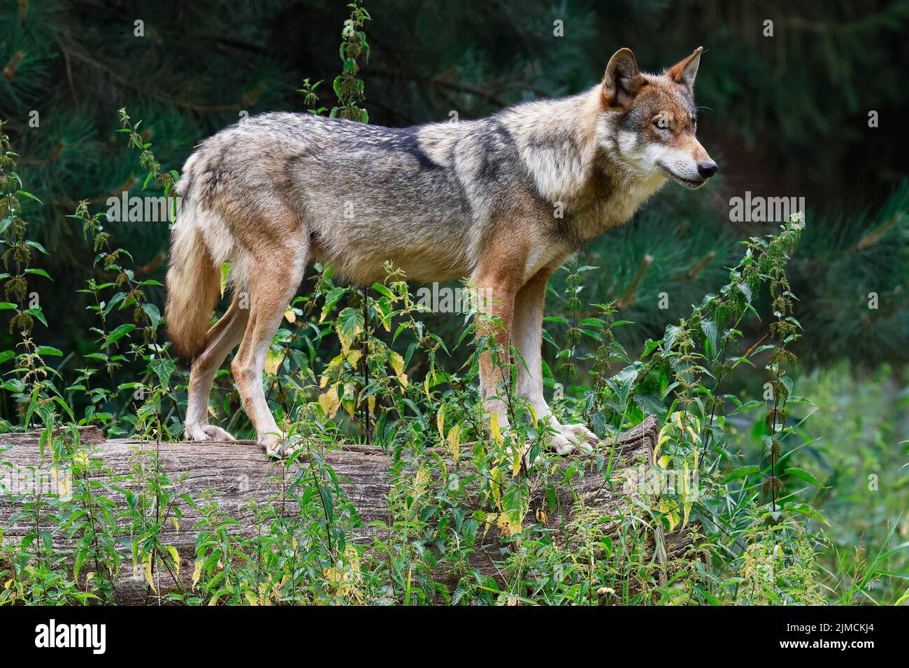 Gray wolf (Canis lupus) attentively observes the surroundings, captive ...