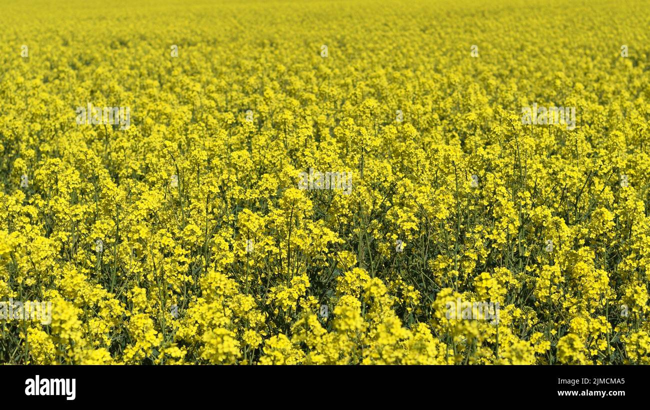 Flowering rapeseed field, Brassica napus, Germany Stock Photo