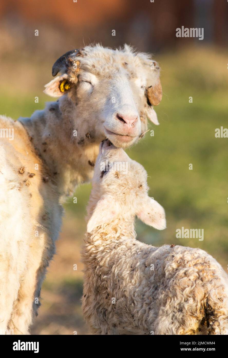 Spring background of cute little lamb and sheep grazing Stock Photo - Alamy