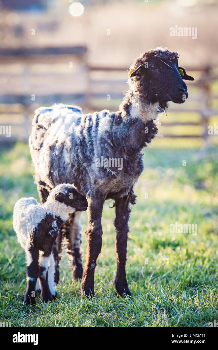 Spring background of cute little lamb and sheep grazing Stock Photo - Alamy