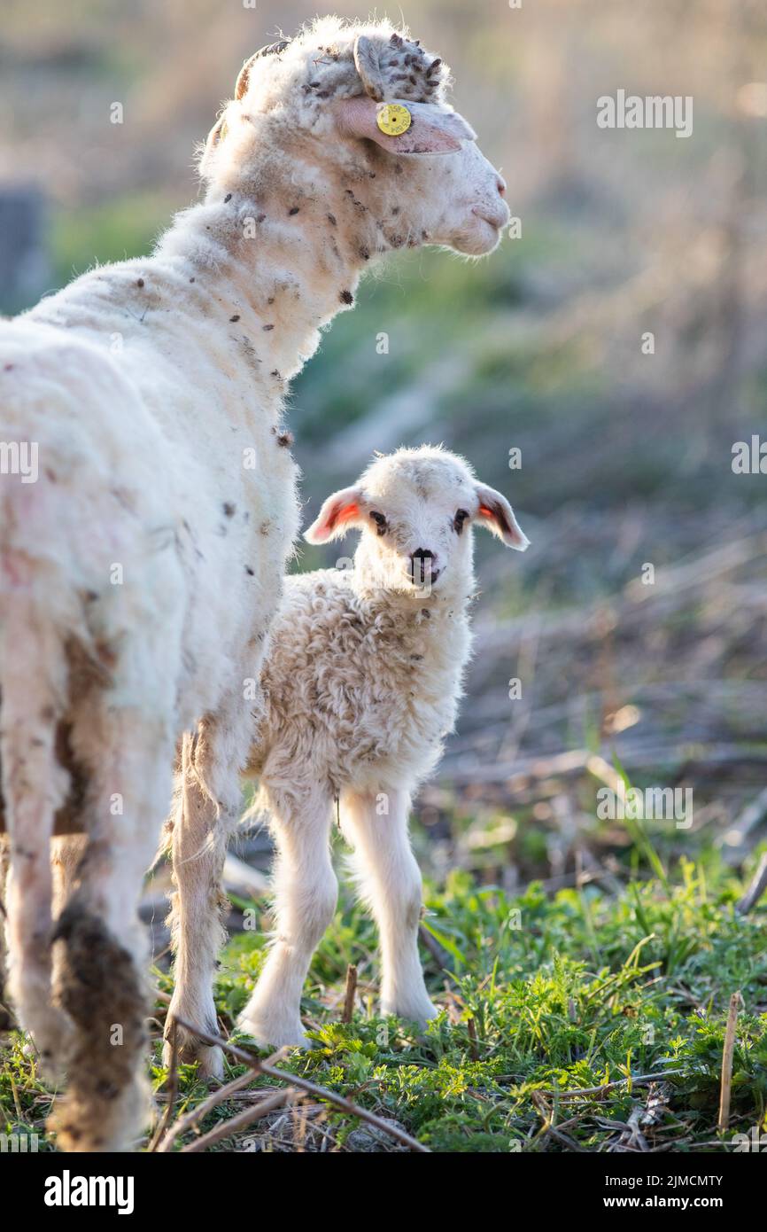 Spring background of cute little lamb and sheep grazing Stock Photo - Alamy