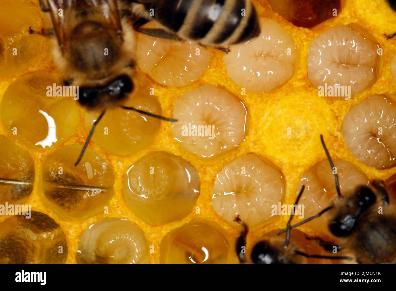 Bee, Honeybee, Apis mellifera, Thuringia, Germany, Europe Stock Photo