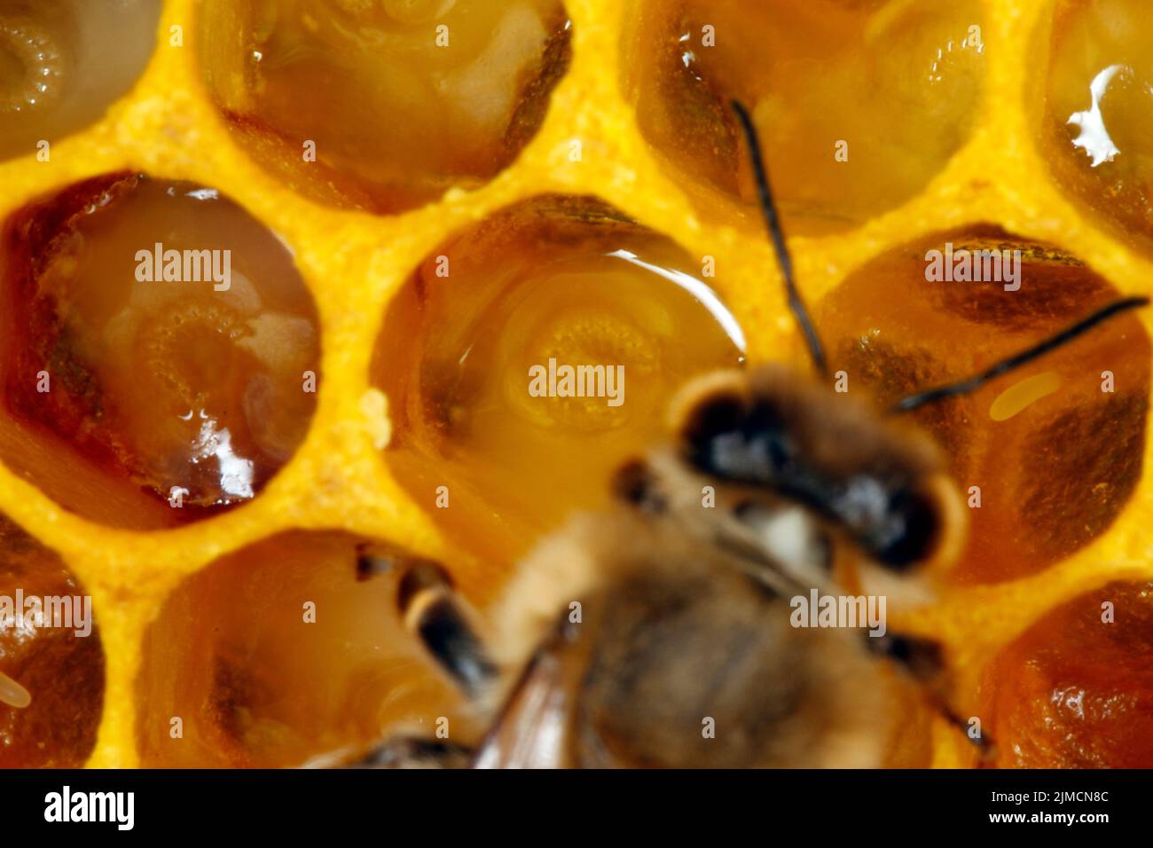 Bee, Honeybee, Apis mellifera, Thuringia, Germany, Europe Stock Photo