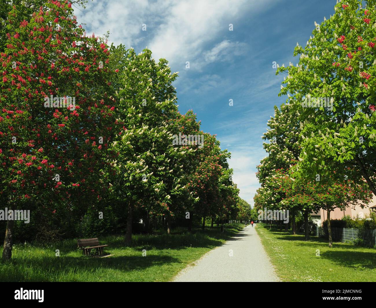 Chestnut alley with red and white flowering trees Stock Photo